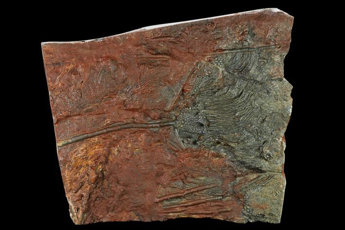 Silurian Fossil Crinoid (Scyphocrinites) Plate - Morocco #134243